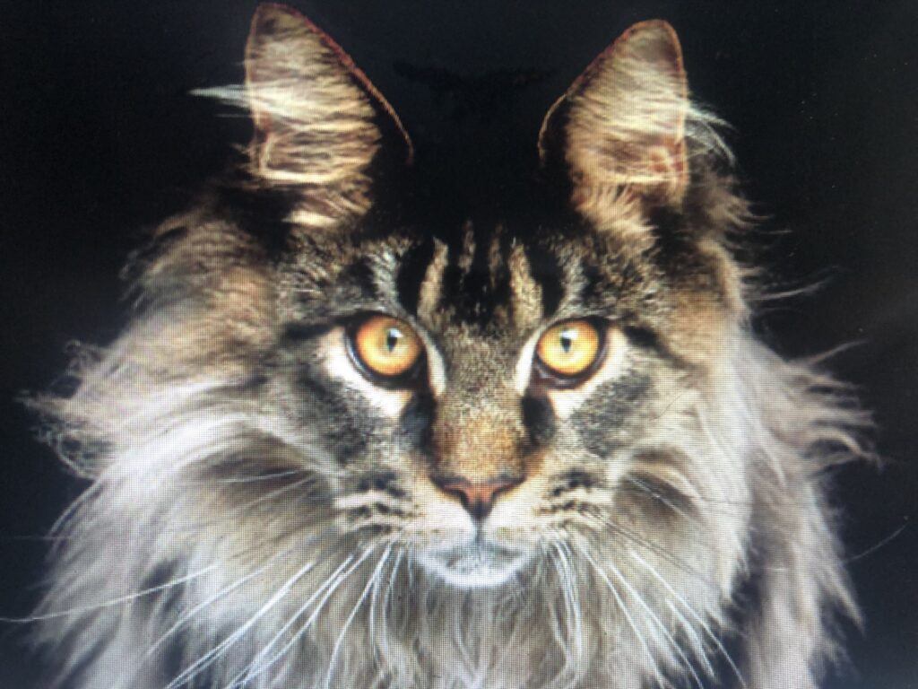 Maine Coon